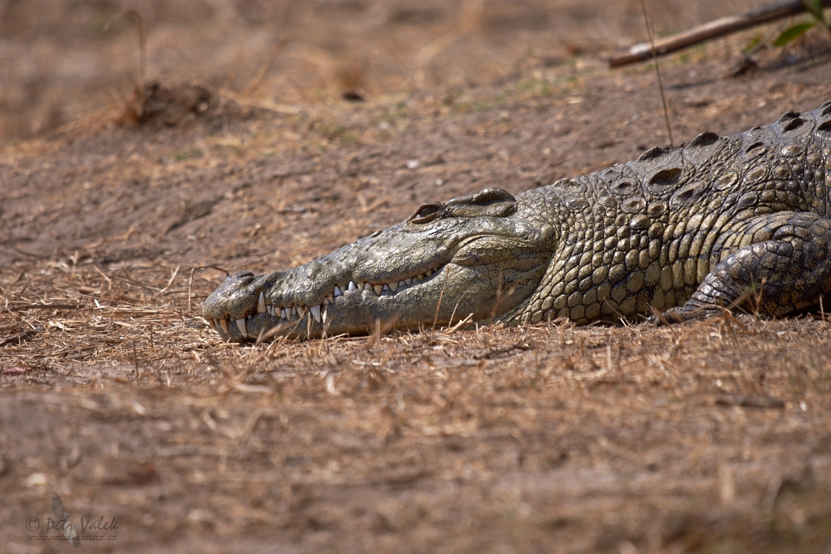 Krokodýl nilský  (Crocodylus niloticus)