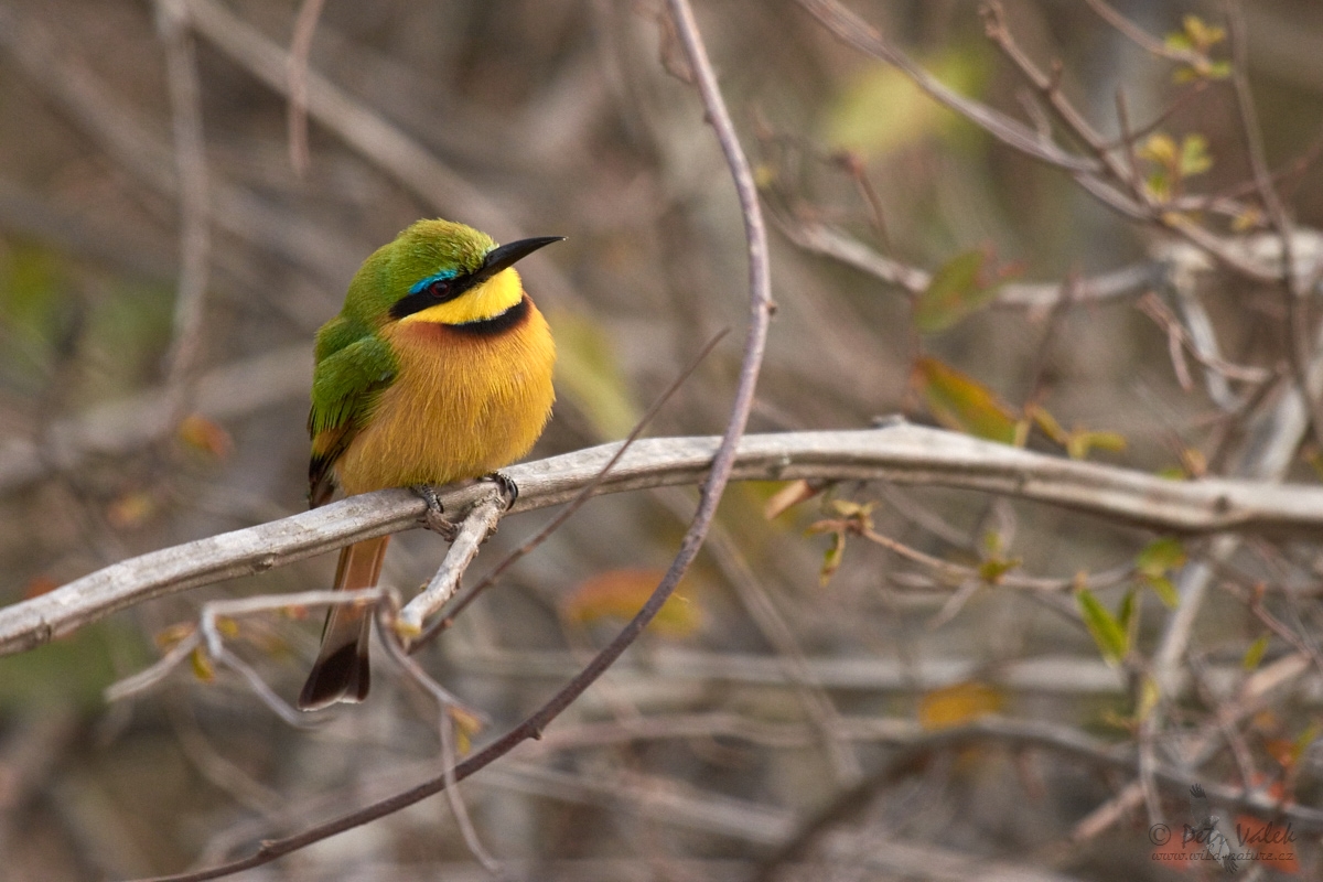 Vlha malá   (Merops pusillus)