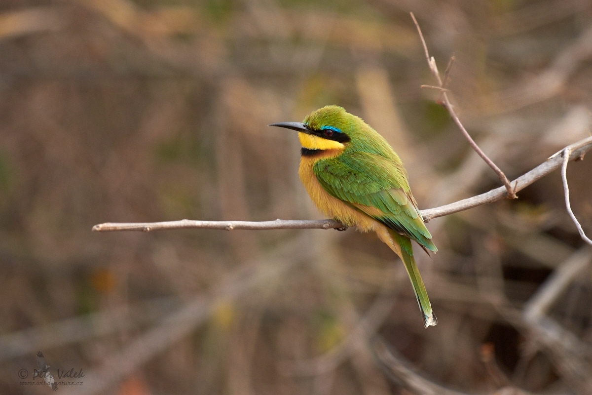 Vlha malá  (Merops pusillus)