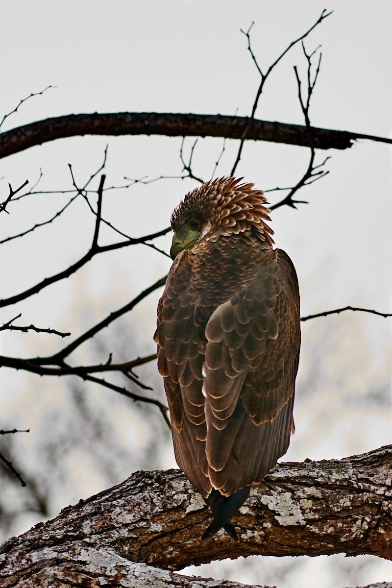 Orlík kejklíř  (Terathopius ecaudatus)