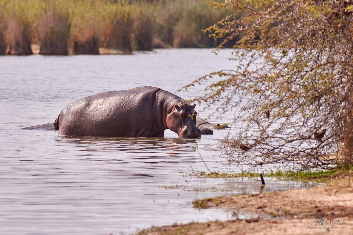Hroch obojživelný    (Hippopotamus amphibius)