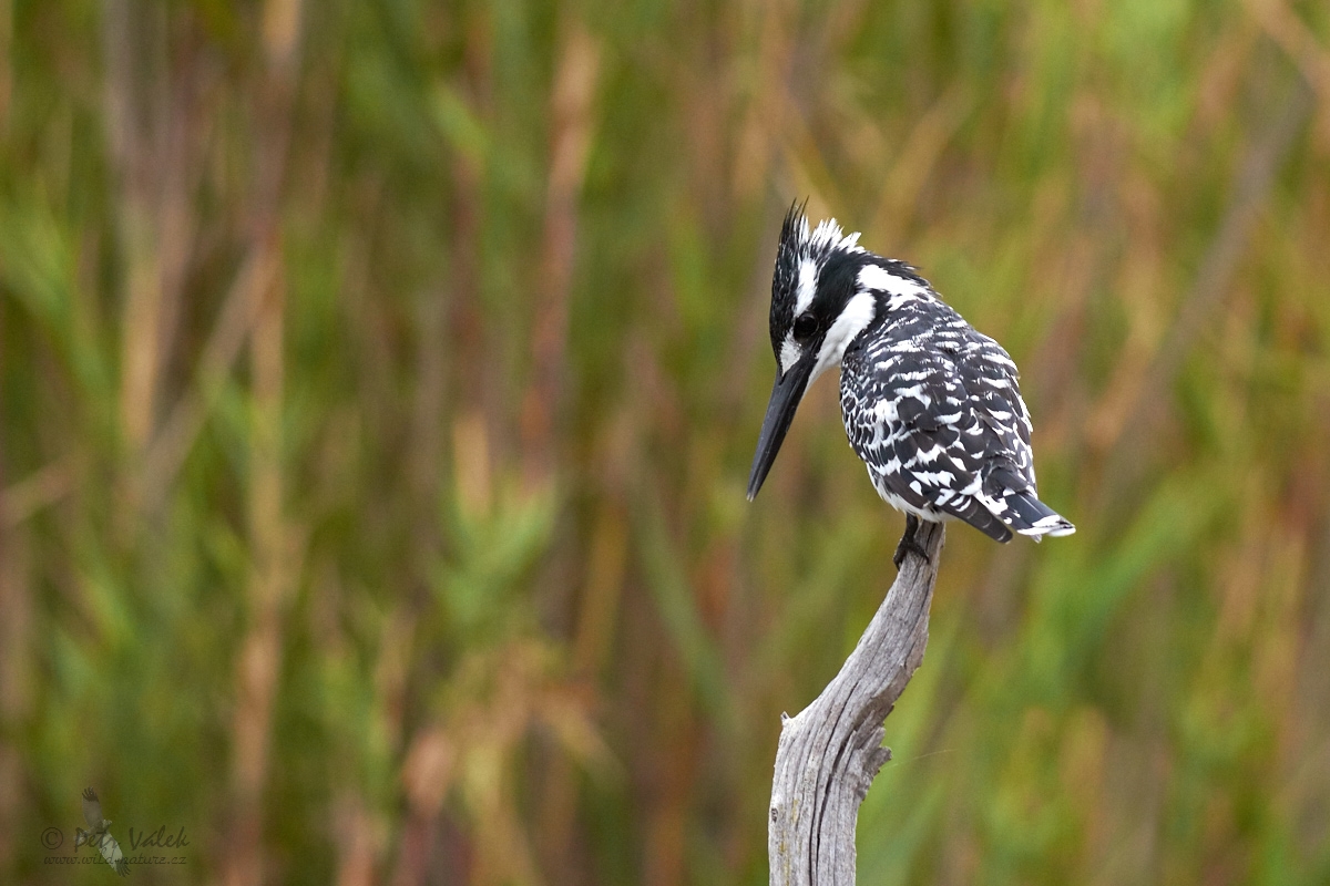 Rybařík jižní  (Ceryle rudis)