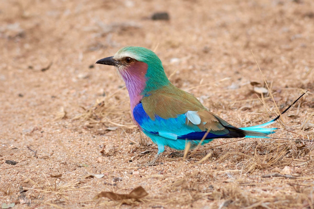 Mandelík fialovoprsý (Coracias caudata)