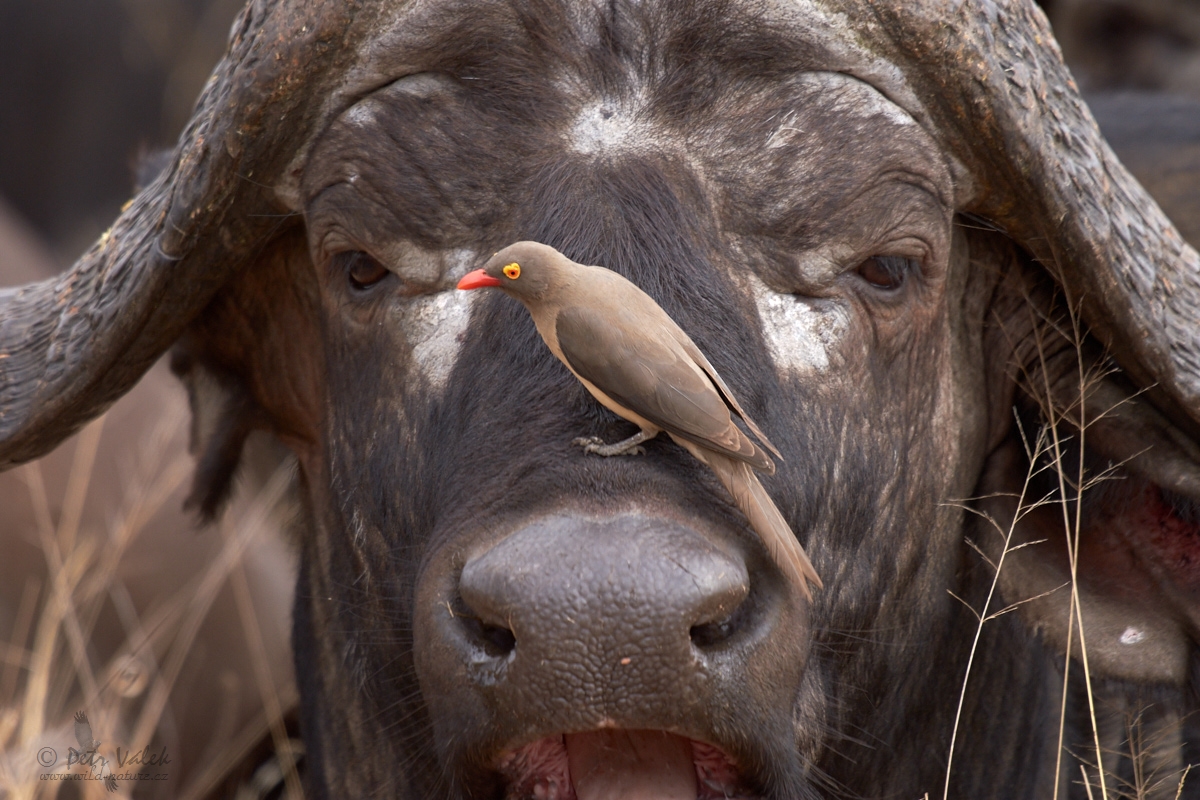 Klubák červenozobý (Buphagus erythrorhynchus)