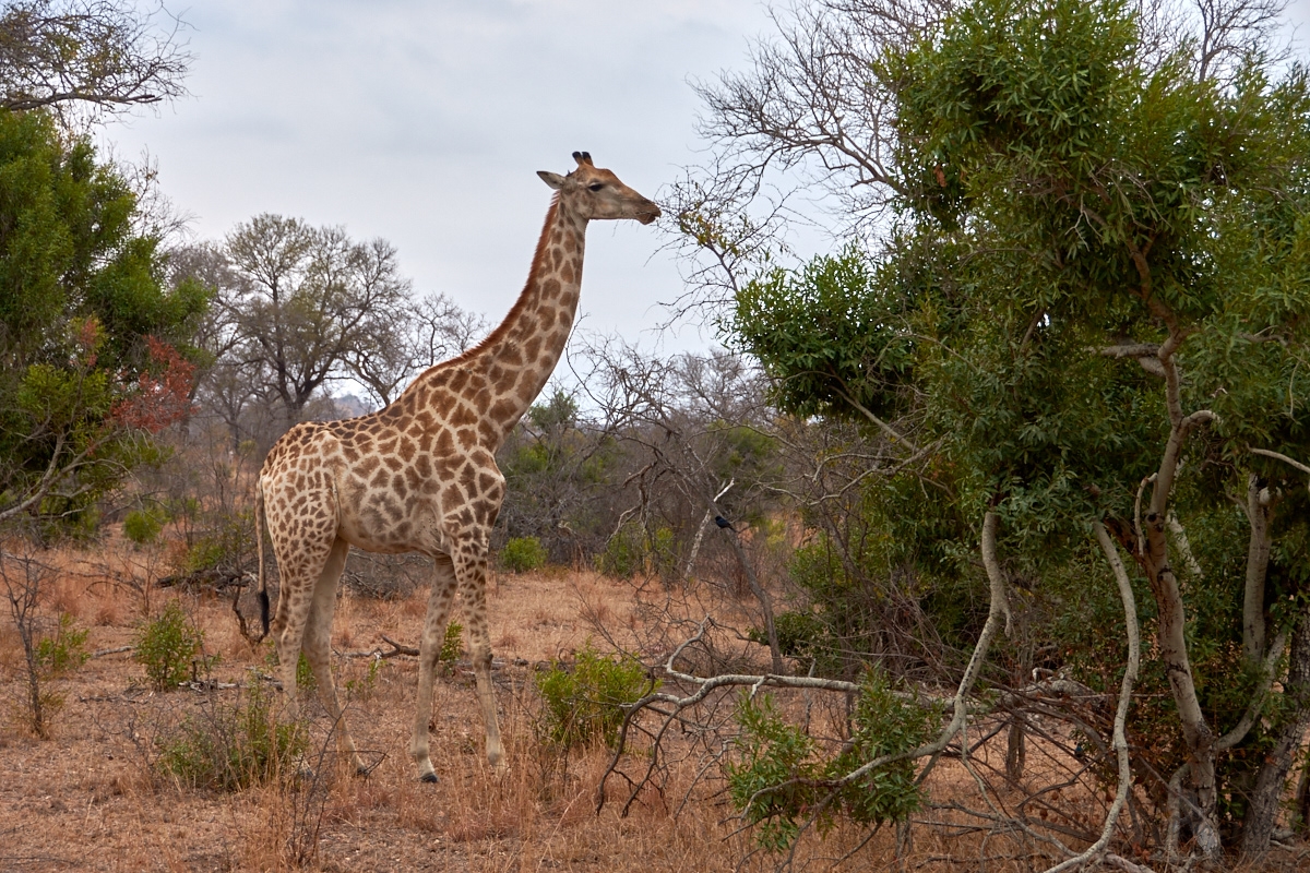 Žirafa mramorovaná (Giraffa camelopardalis)