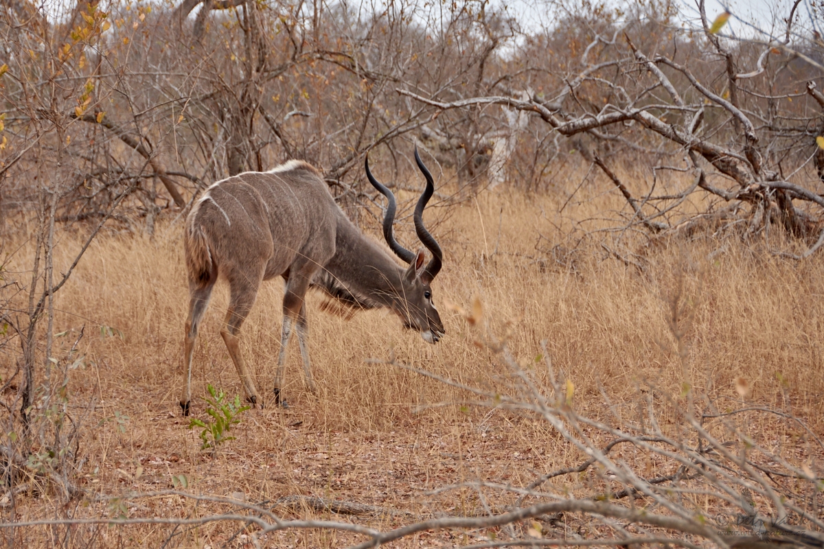 Kudu velký (Tragelaphus strepsiceros)