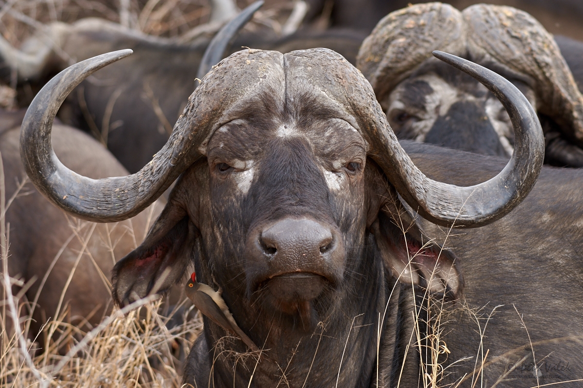 Buvol africký    (Syncerus caffer)