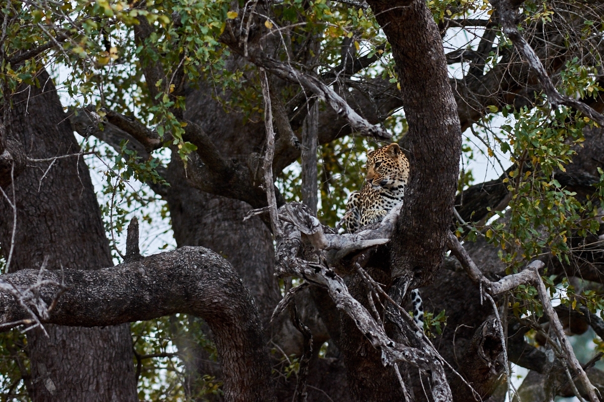 Levhart skvrnitý  (Panthera pardus)
