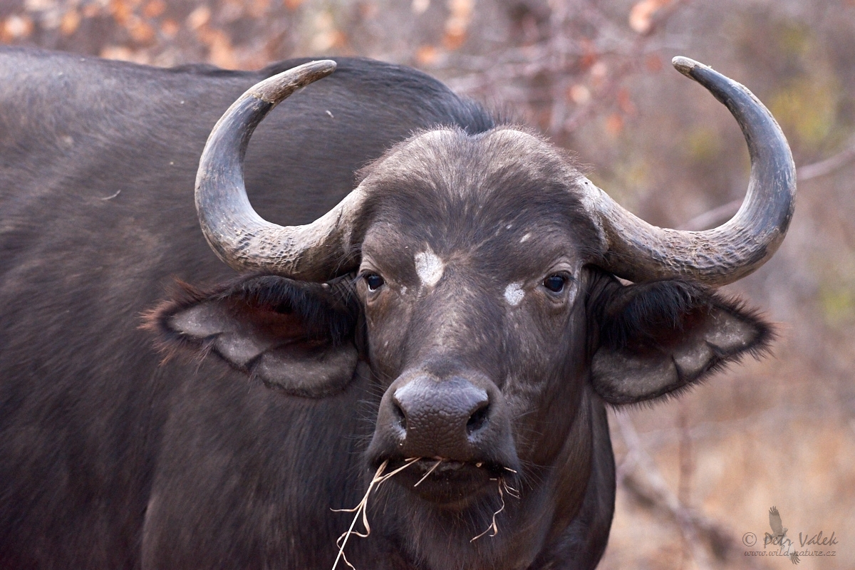 Buvol africký   (Syncerus caffer)