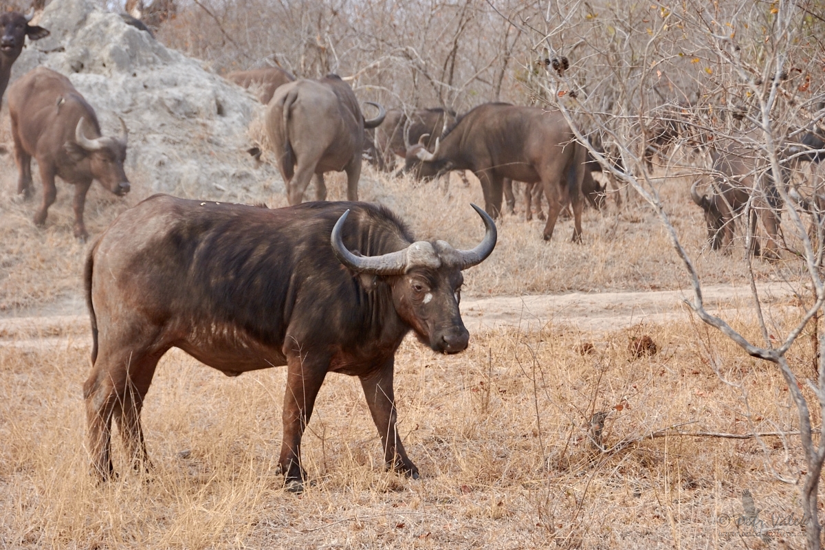 Buvol africký  (Syncerus caffer)