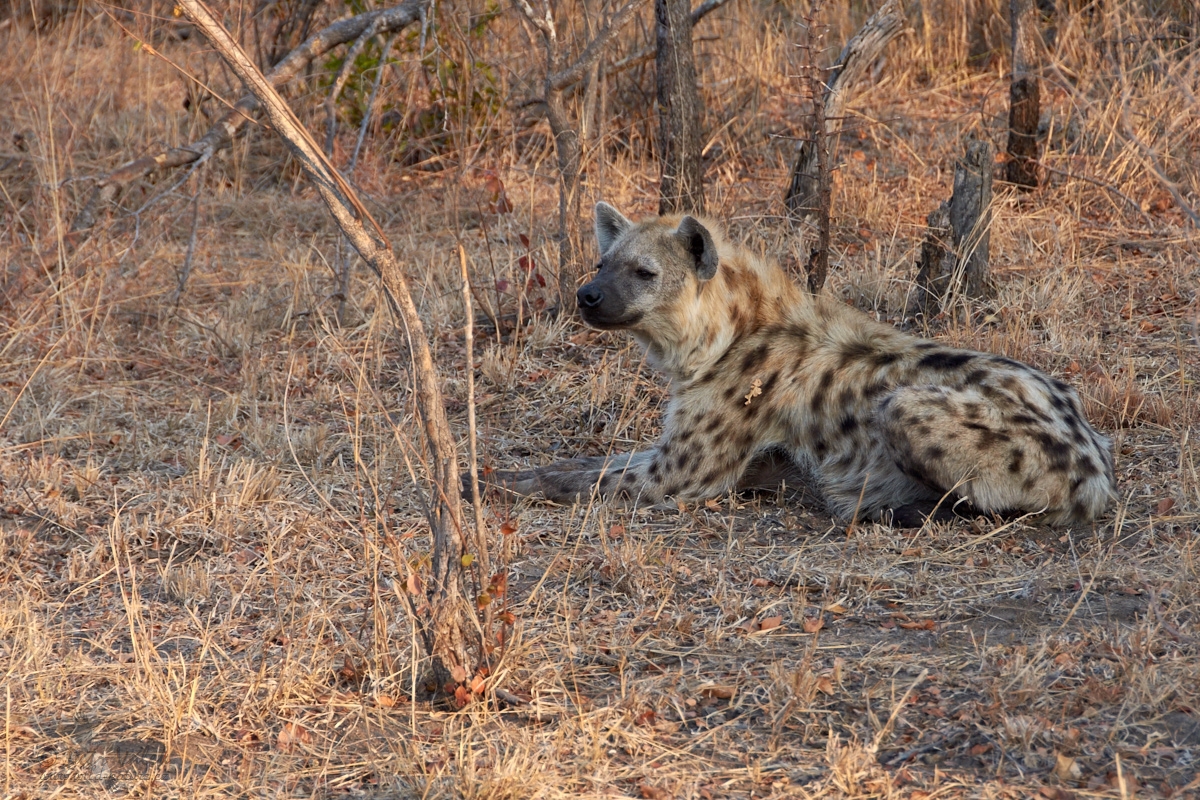 Hyena skvrnitá    (Crocuta crocuta)