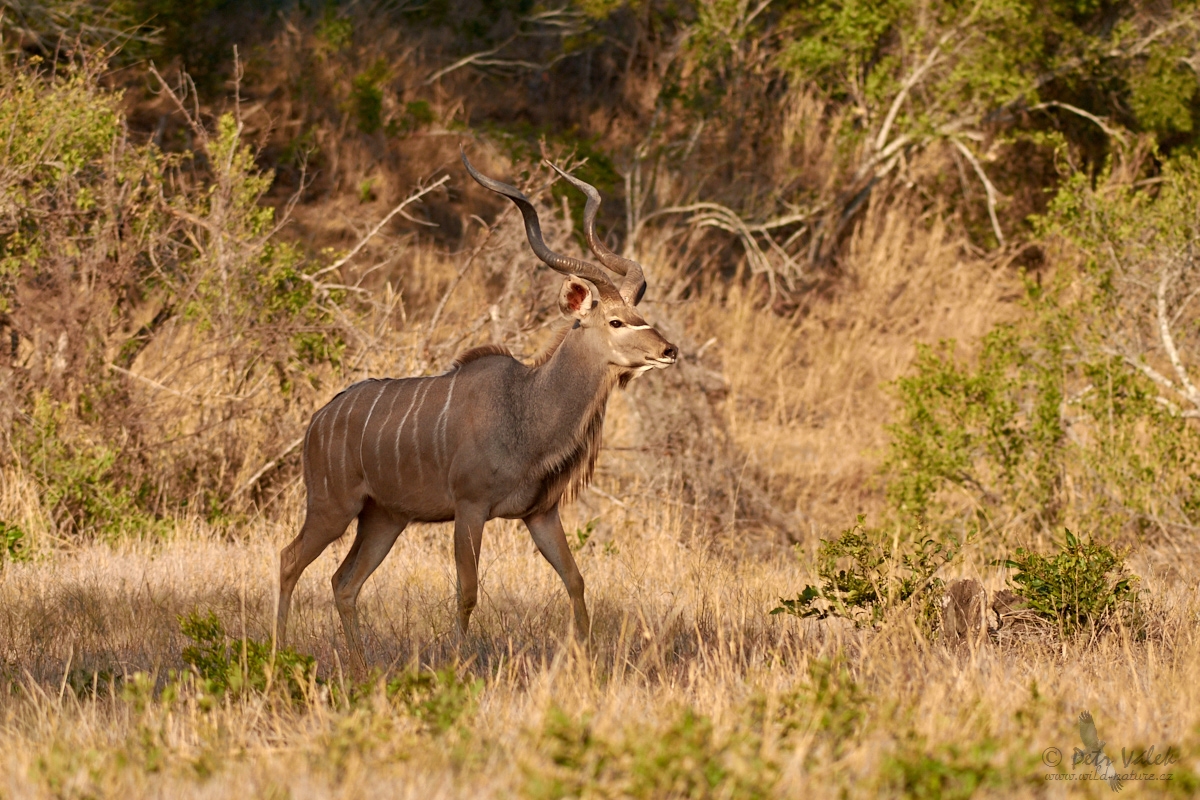 Kudu velký  (Tragelaphus strepsiceros)