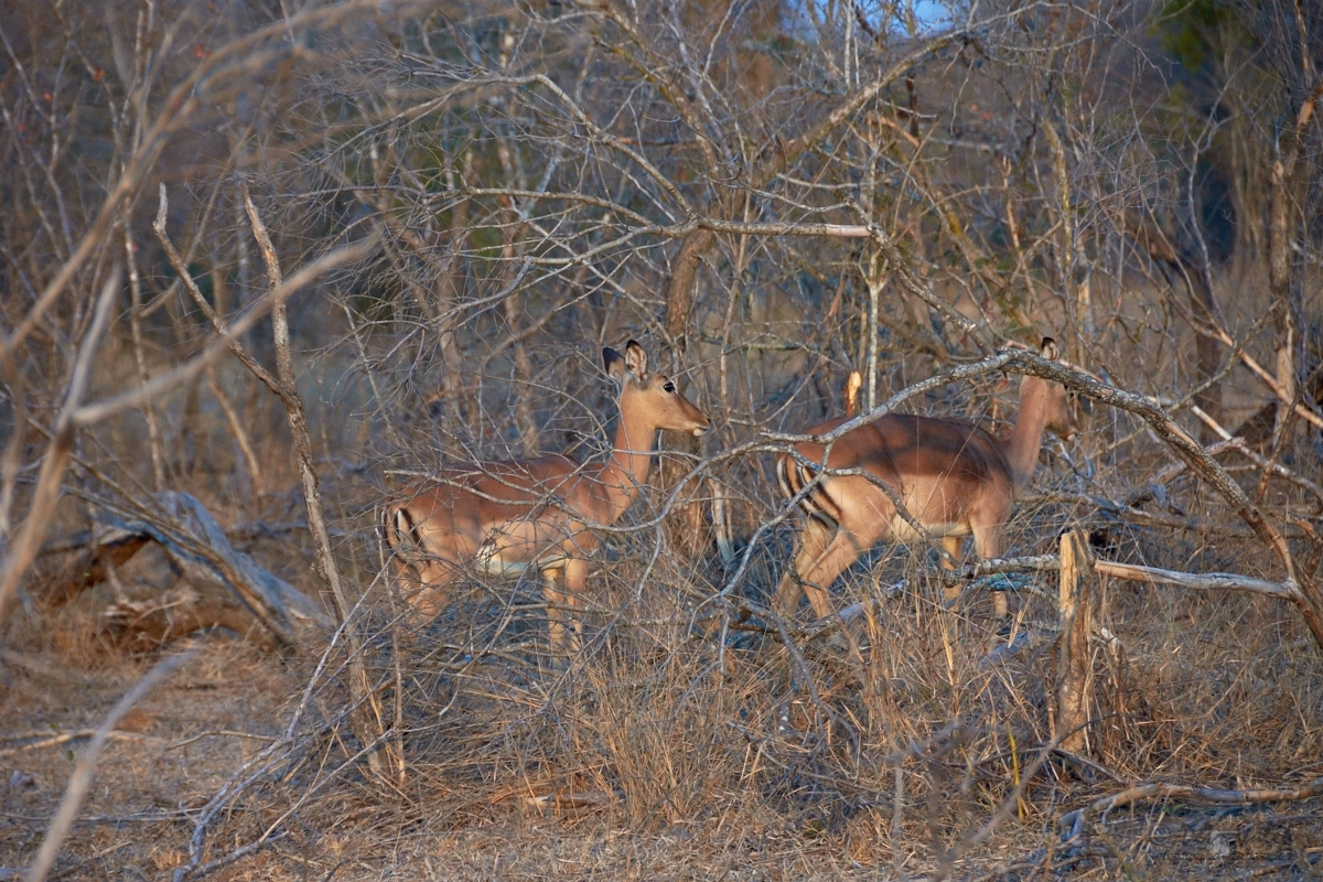 Impala  (Aepyceros melampus)