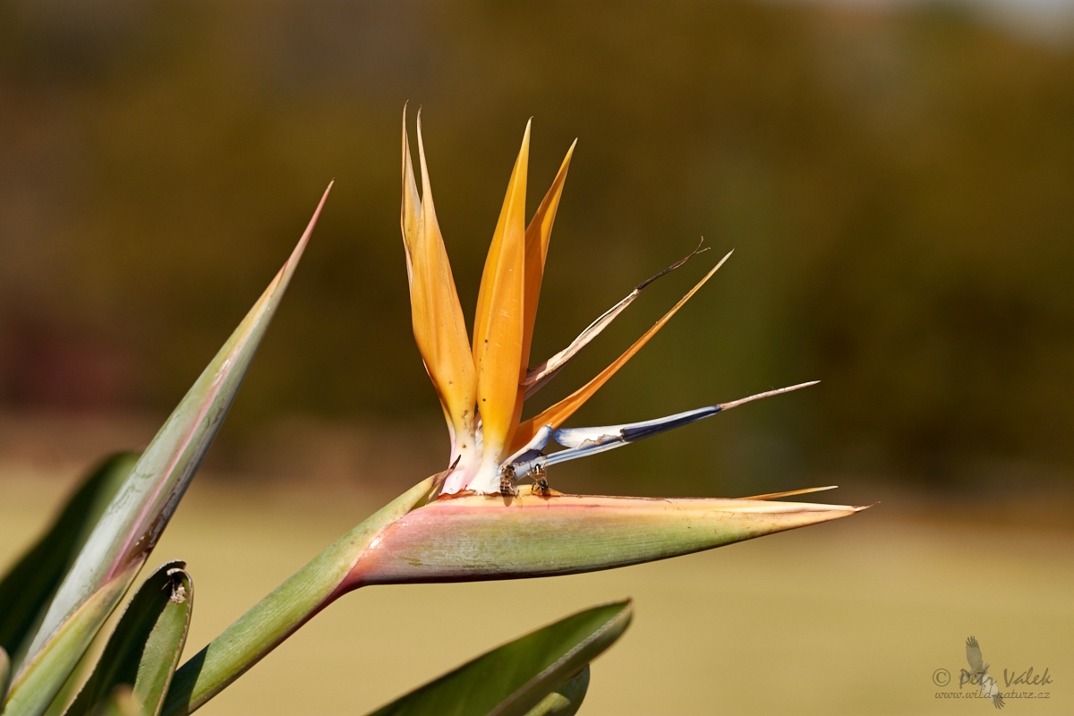 Strelície královská (Strelitzia reginae)