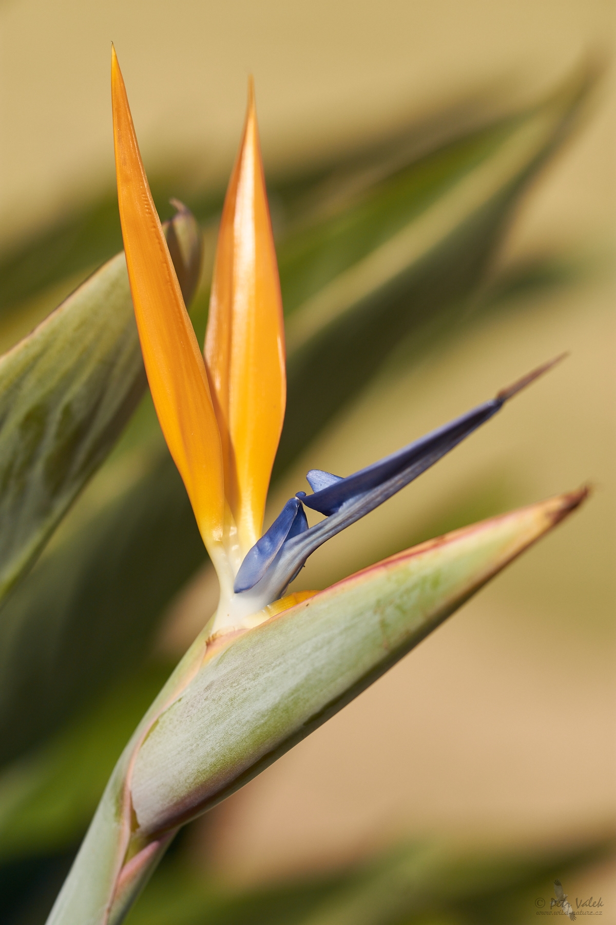 Strelície královská  (Strelitzia reginae)