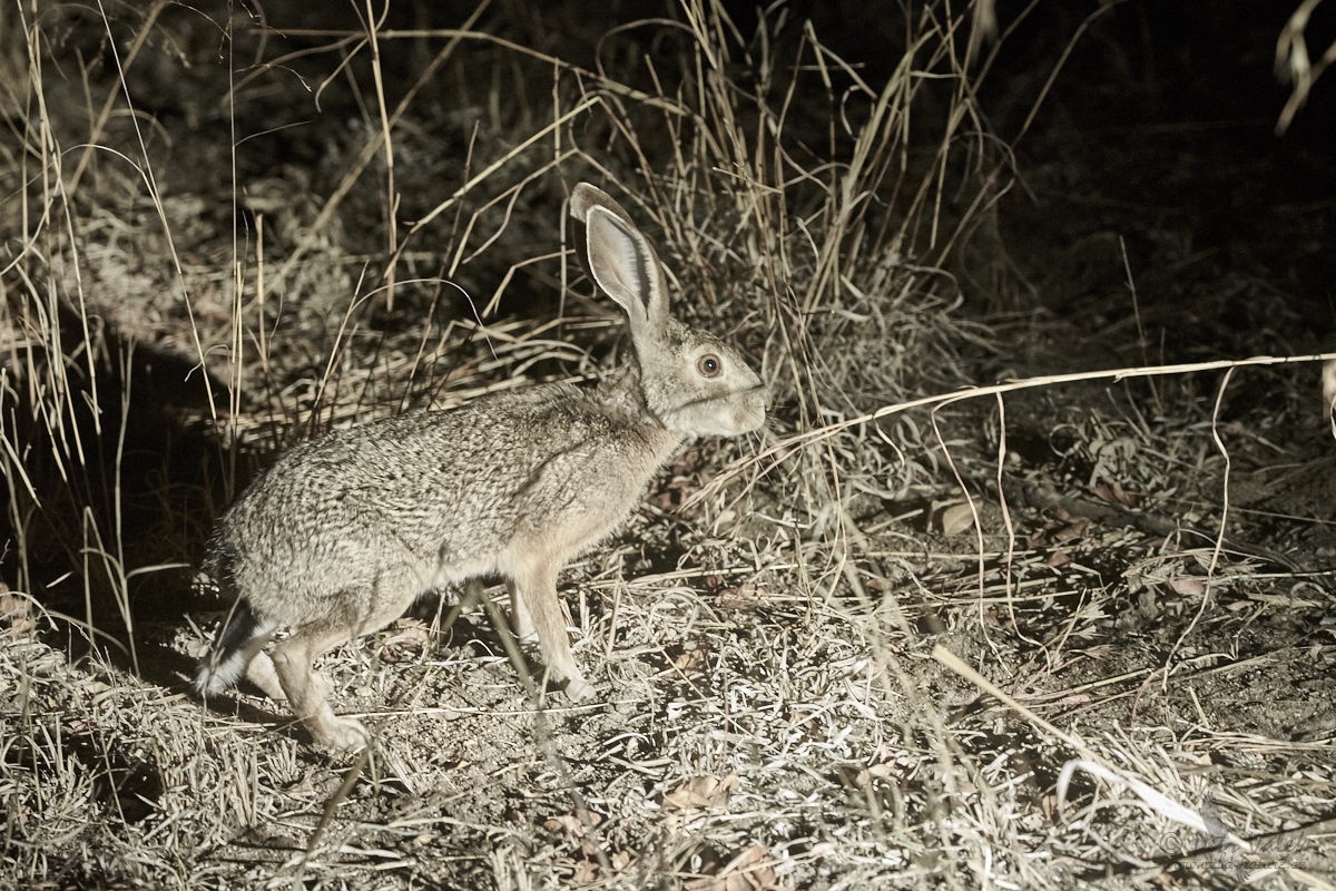 Zajíc křovinný (Lepus saxatilis)