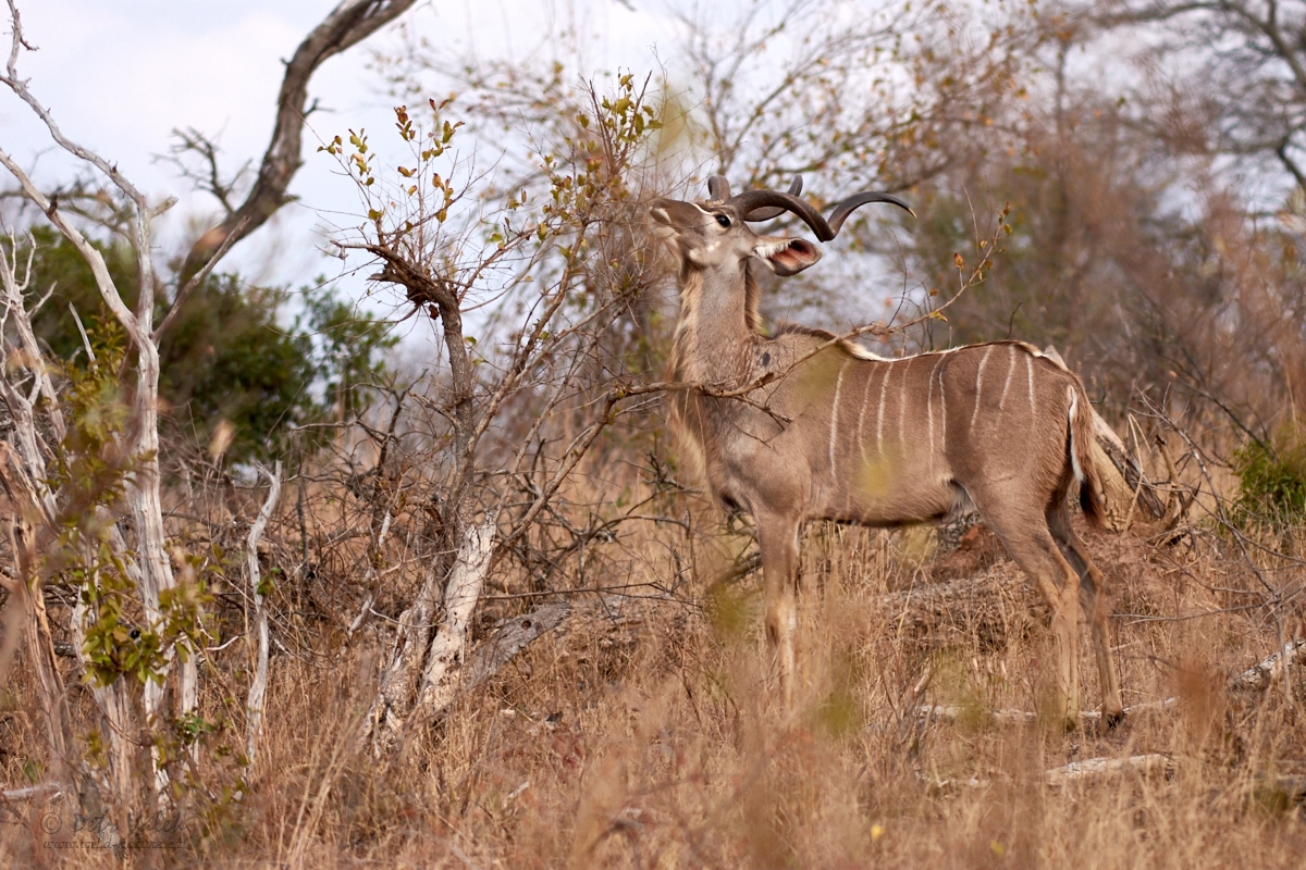 Kudu velký   (Tragelaphus strepsiceros)