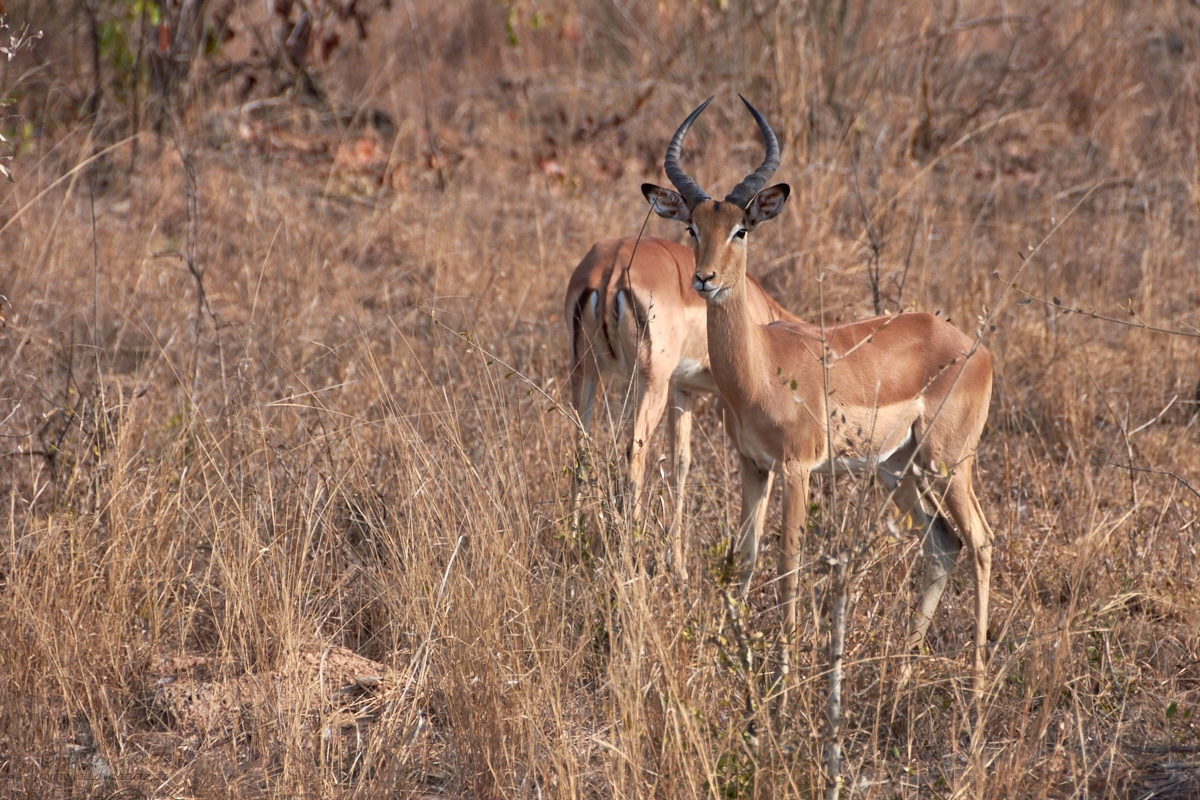 Impala    (Aepyceros melampus)