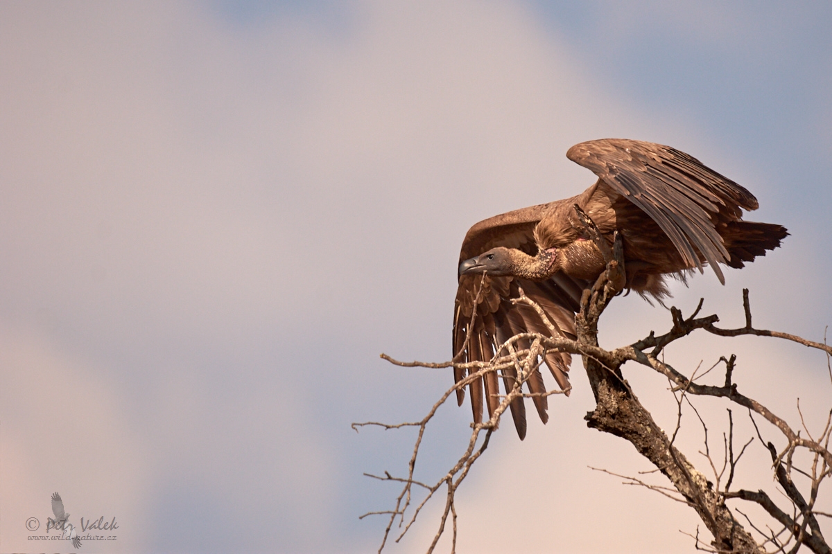 Sup africký   (Gyps africanus)