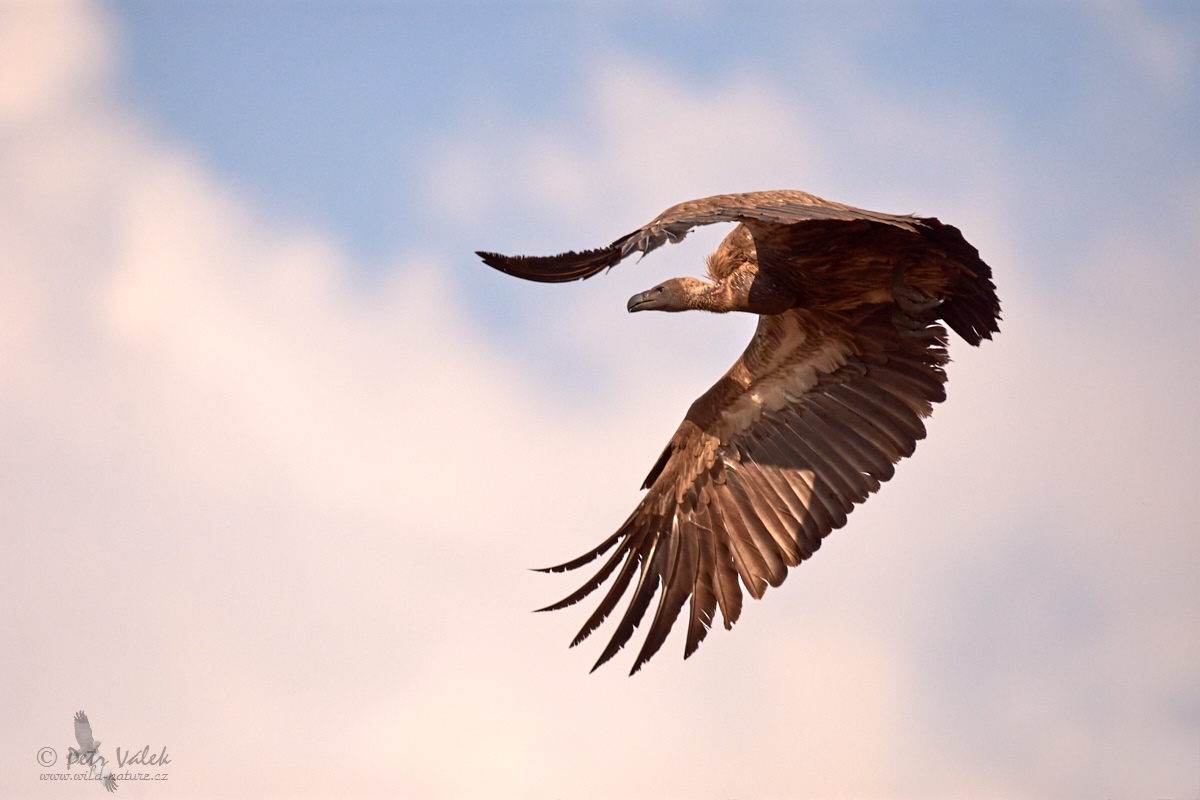 Sup africký  (Gyps africanus)