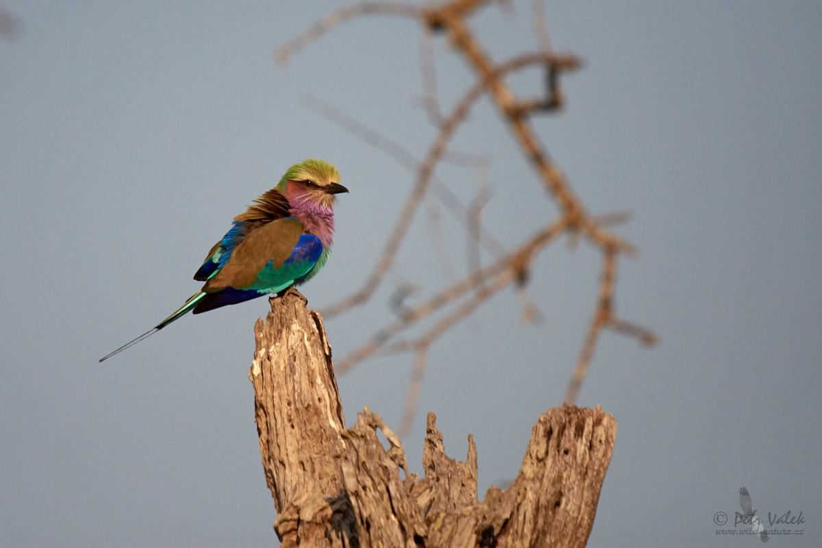 Mandelík fialovoprsý   (Coracias caudata)