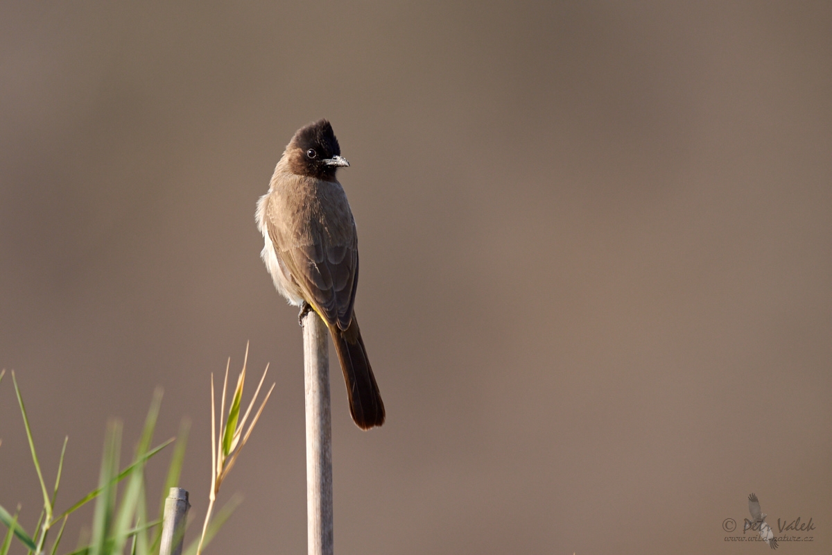 Bulbul zahradní (Pycnonotus tricolor)