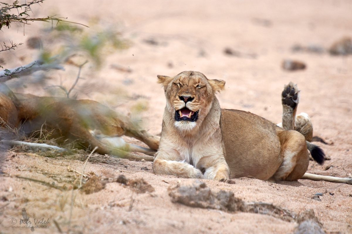 Lev pustinný       (Panthera leo)