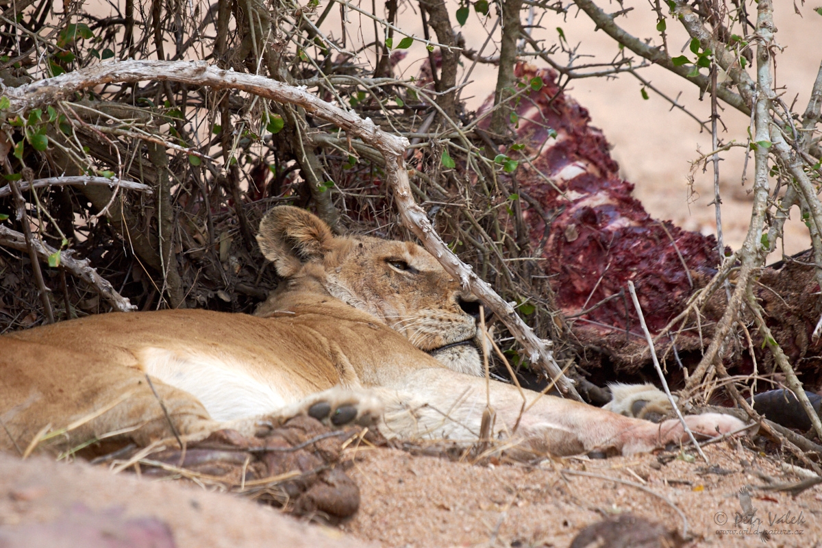 Lev pustinný     (Panthera leo)