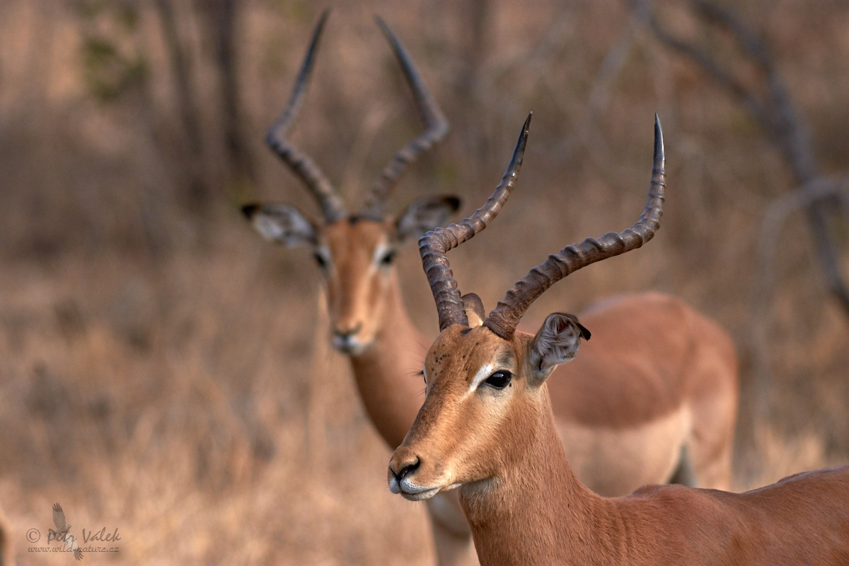 Impala      (Aepyceros melampus)