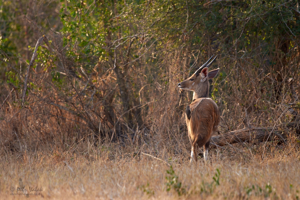 Lesoň pestrý   (Tragelaphus scriptus)