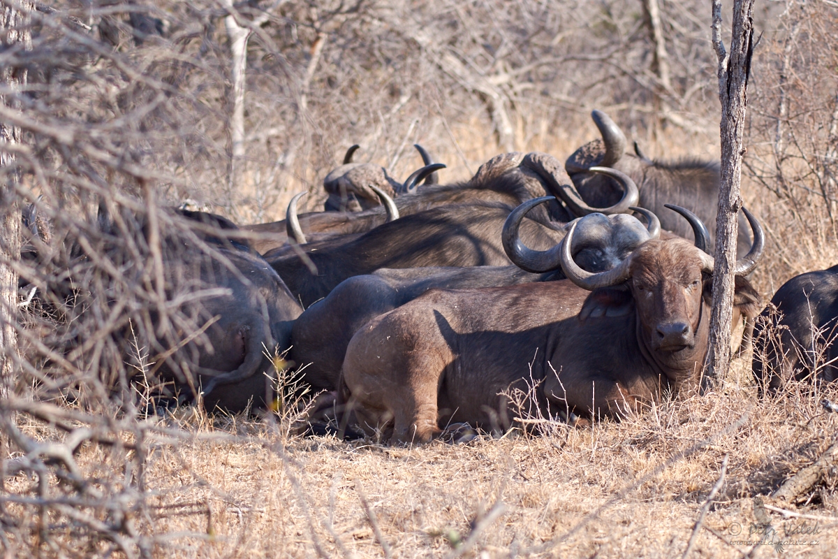 Buvol africký      (Syncerus caffer)