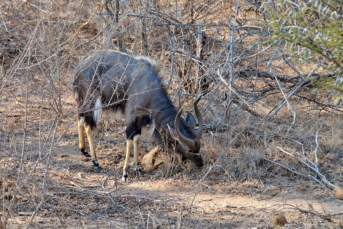 Nyala nížinná  (Tragelaphus angasii)