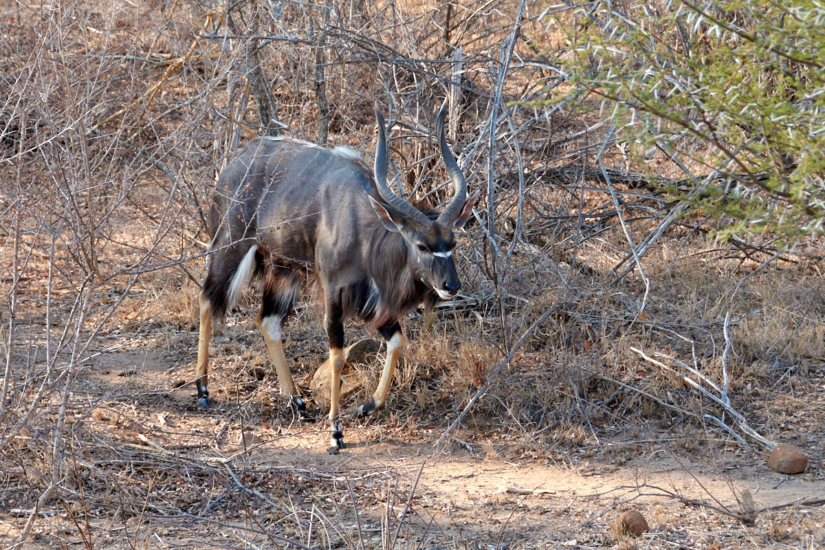 Nyala nížinná (Tragelaphus angasii)