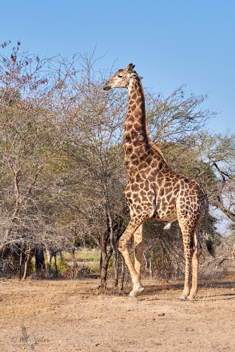 Žirafa mramorovaná  (Giraffa camelopardalis)