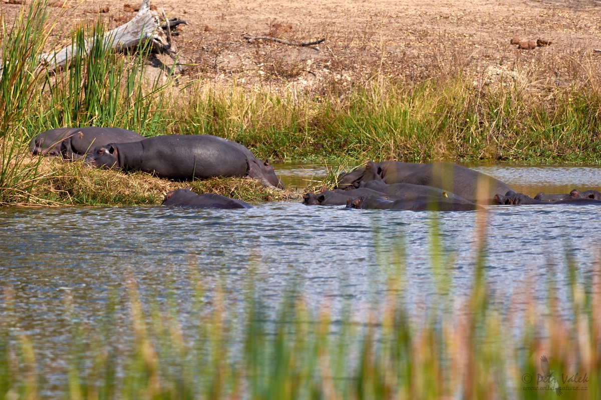 Hroch obojživelný     (Hippopotamus amphibius)