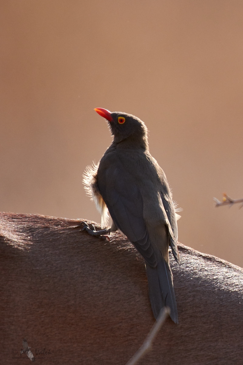 Klubák červenozobý    (Buphagus erythrorhynchus)