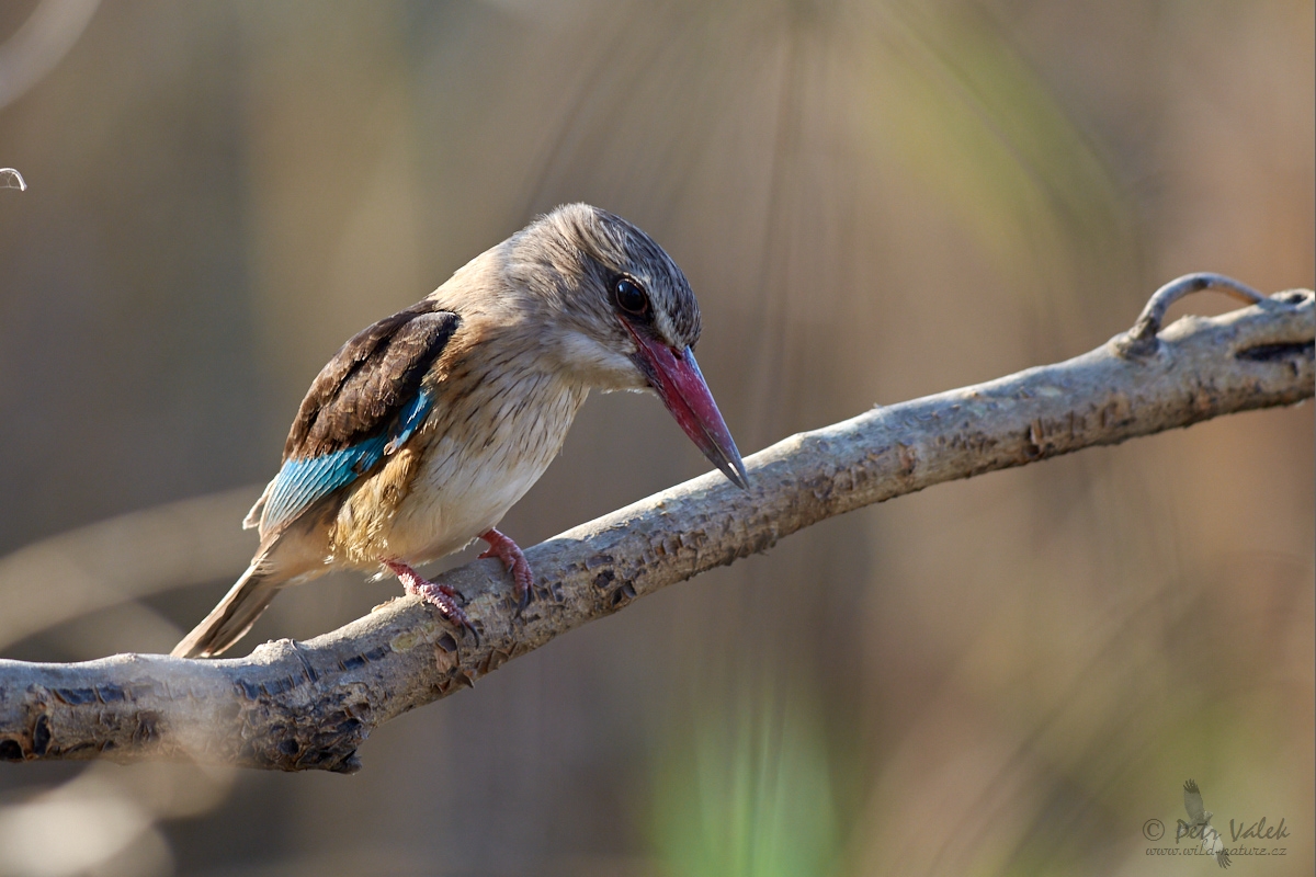 Ledňáček kápový  (Halcyon albiventris)