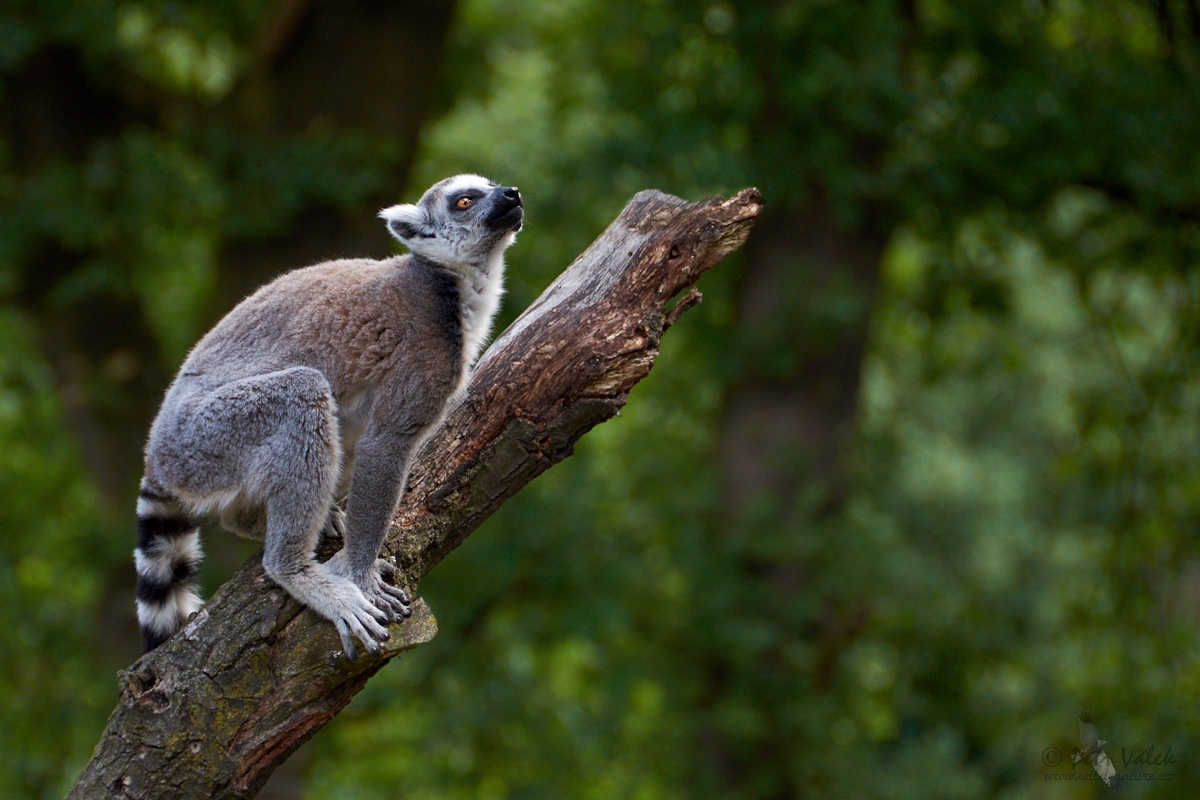 Lemur kata (Lemur catta)