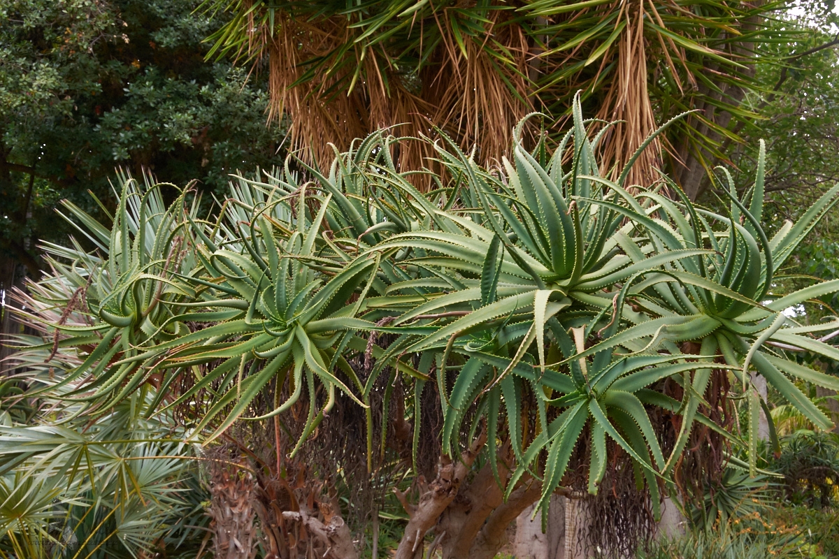 Aloe stromovitá (Aloe arborescens)