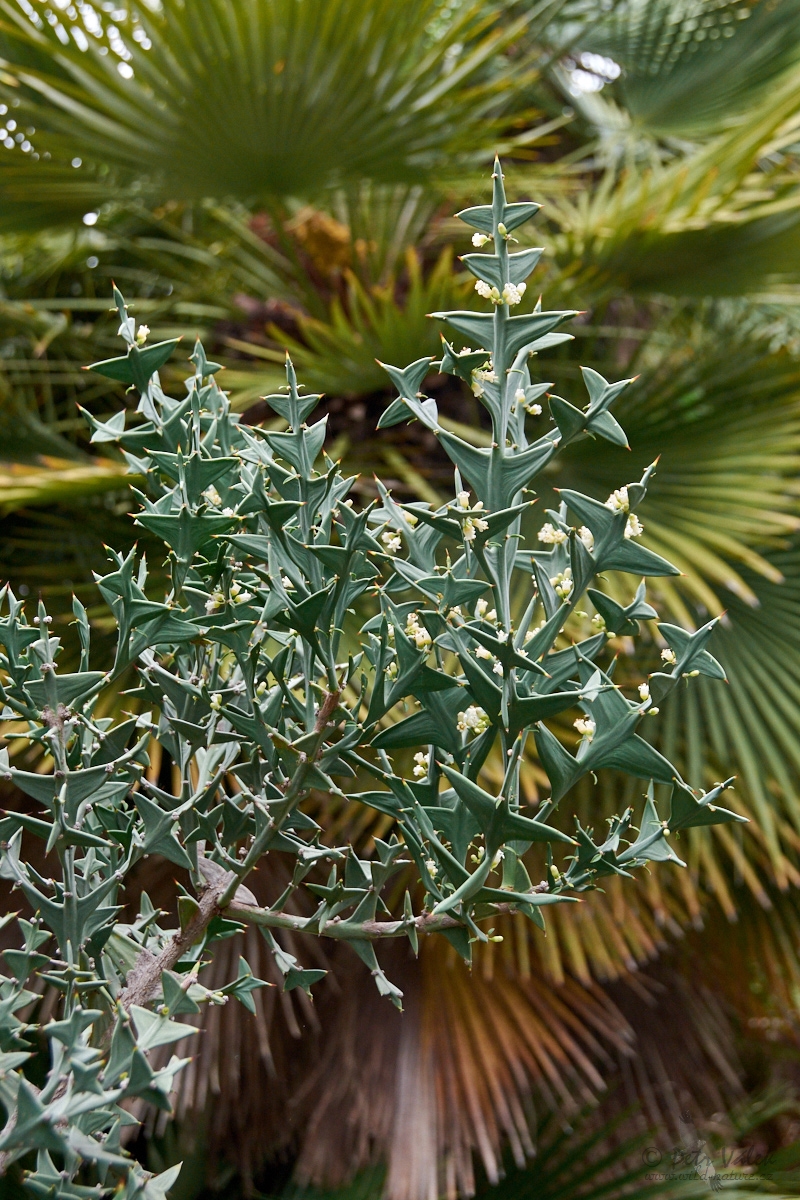 Kolécie křížatá (Colletia paradoxa)