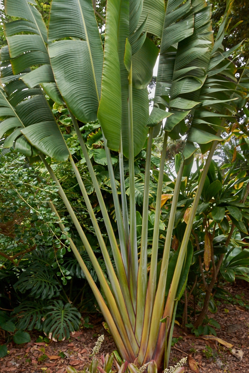 Ravenala madagaskarská (Ravenala madagascariensis)