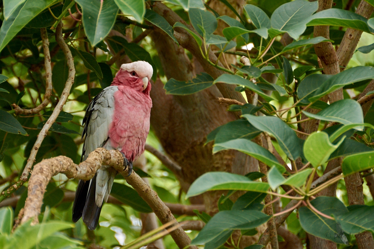Kakadu růžový  (Eolophus roseicapilla)