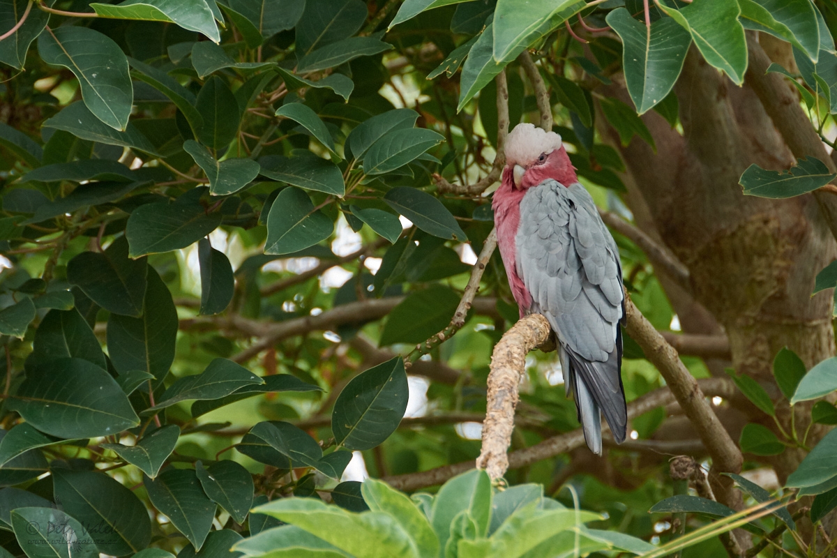 Kakadu růžový (Eolophus roseicapilla)