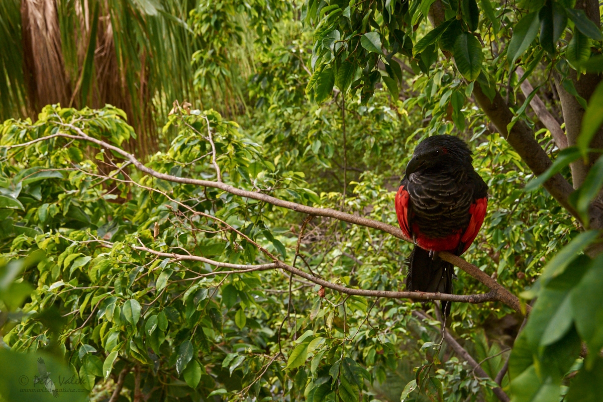 Tricha orlí  (Psittrichas fulgidus)