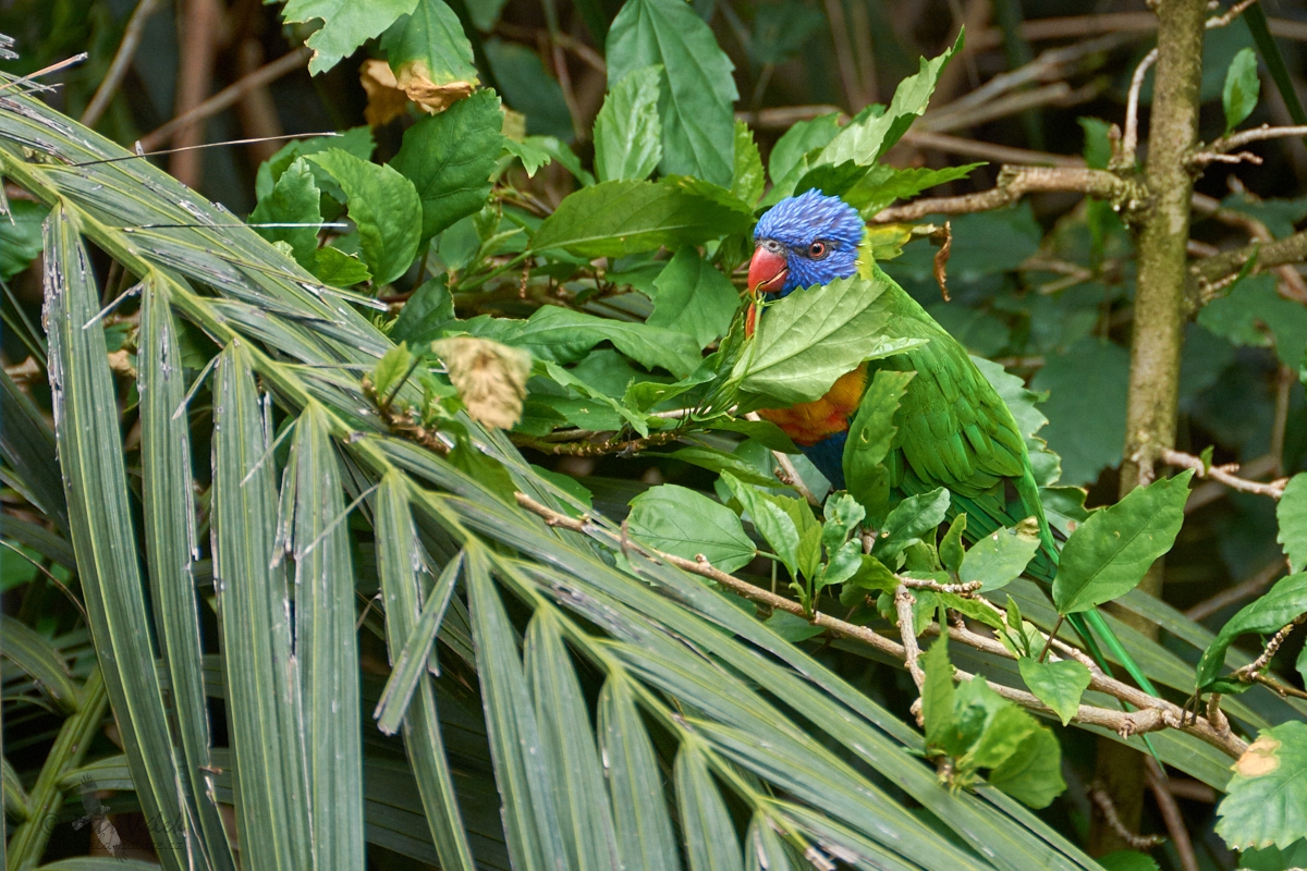 Lori mnohobarvý  (Trichoglossus haematodus)