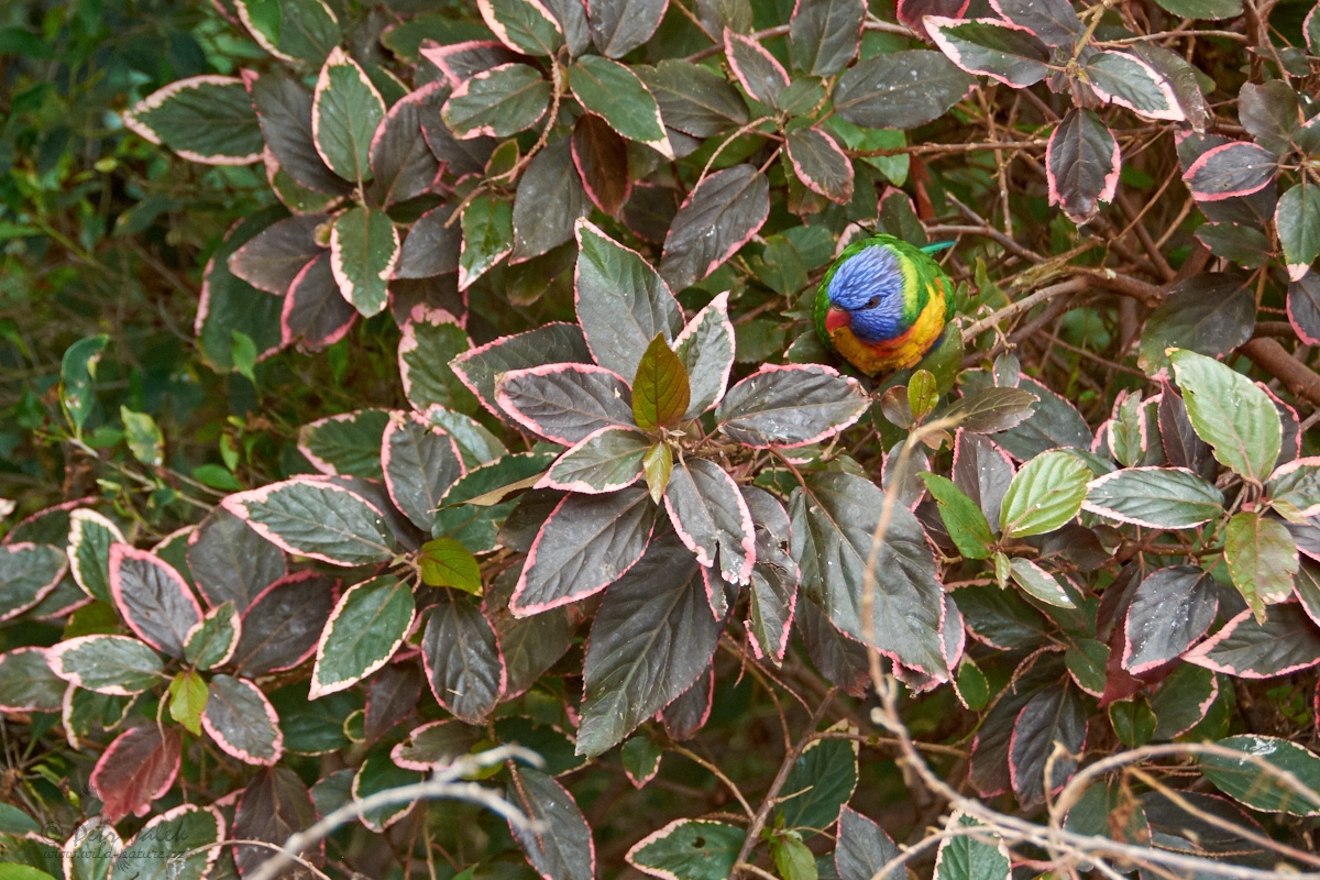 Lori mnohobarvý (Trichoglossus haematodus)