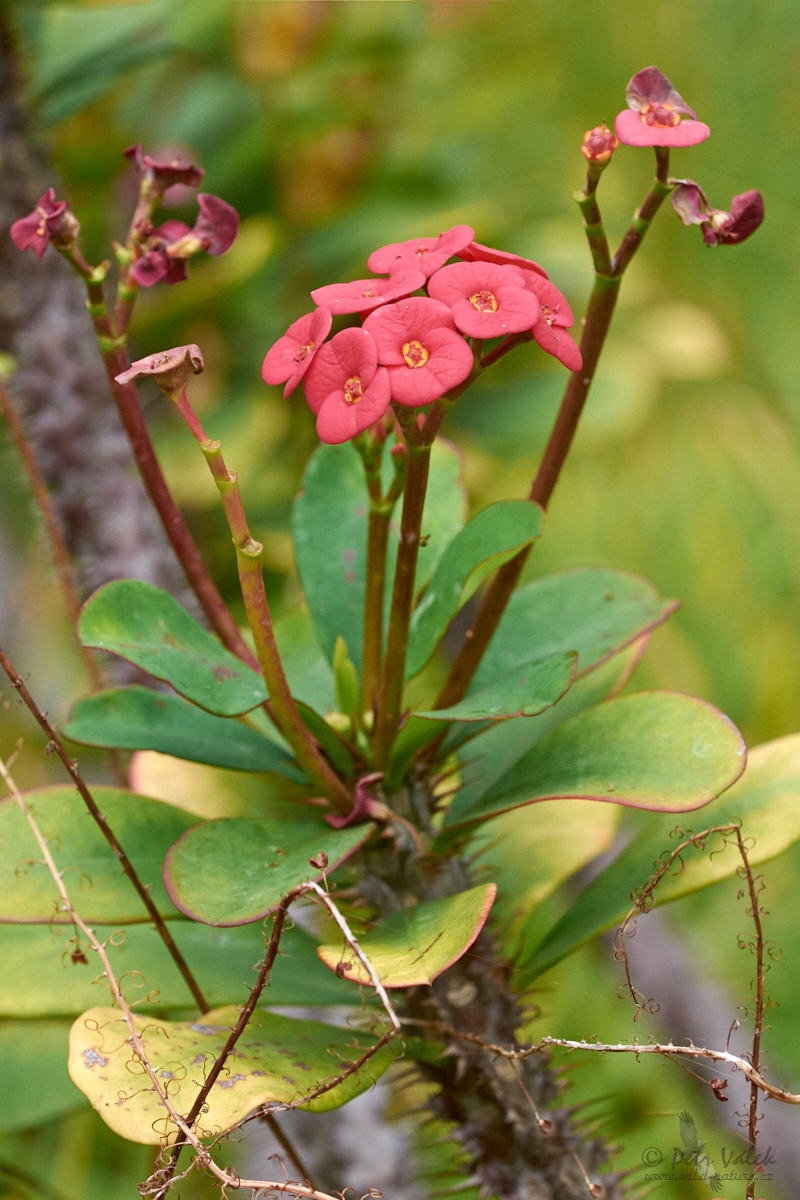 Pryšec zářivý (Euphorbia milii)