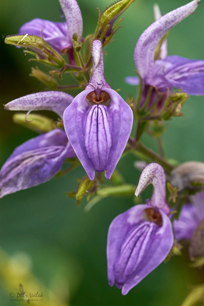 Brillantaisia  owariensis