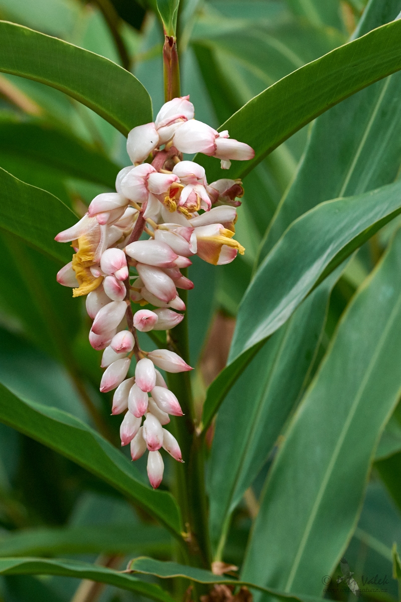 Galgán ozdobný (Alpinia zerumbet)