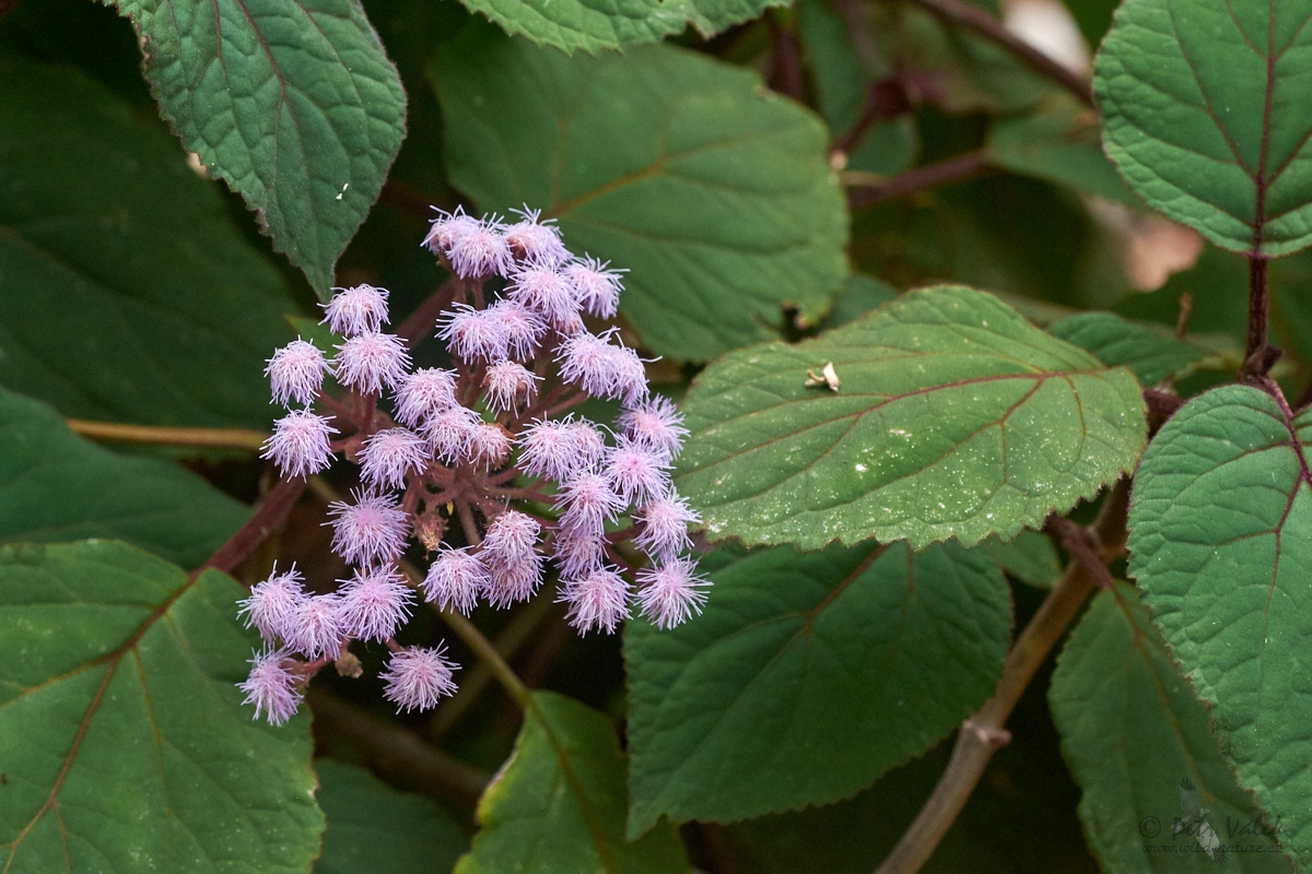 Bartlettina sordida